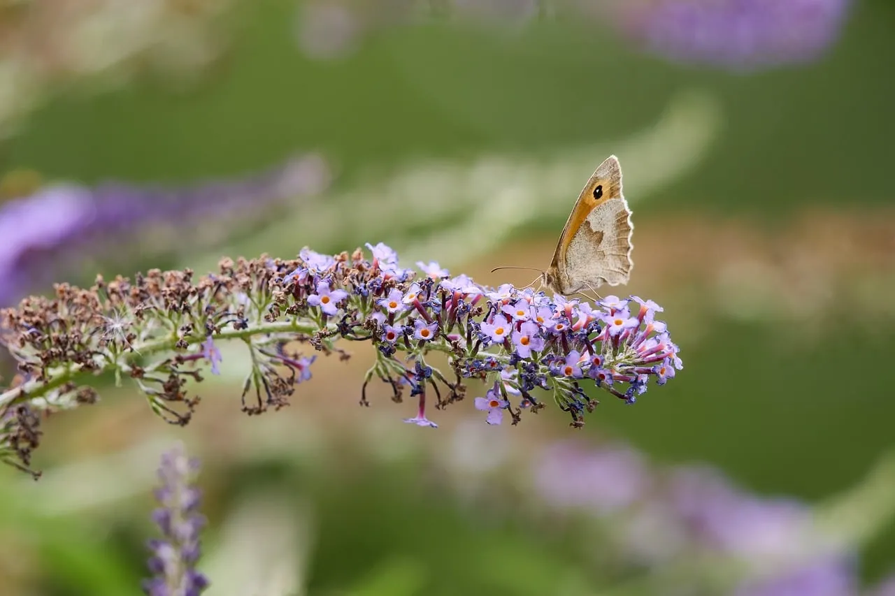 Enchanting Butterfly Alights on Vibrant Lavender Blossoms