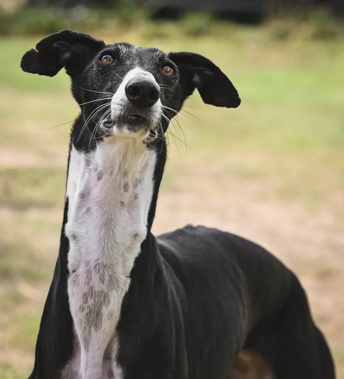 Alert Greyhound: Striking Black and White Portrait Outdoors