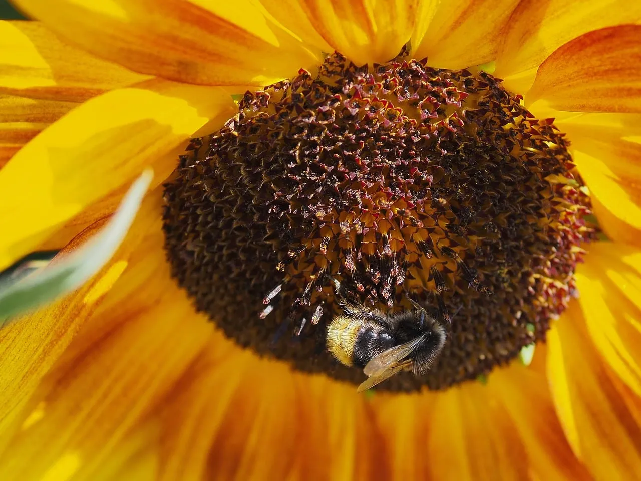Vibrant Sunflower Buzz: Bumblebee's Nectar Quest