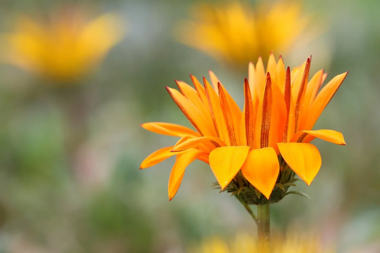 Vibrant Orange Gazania: A Macro Spring Delight