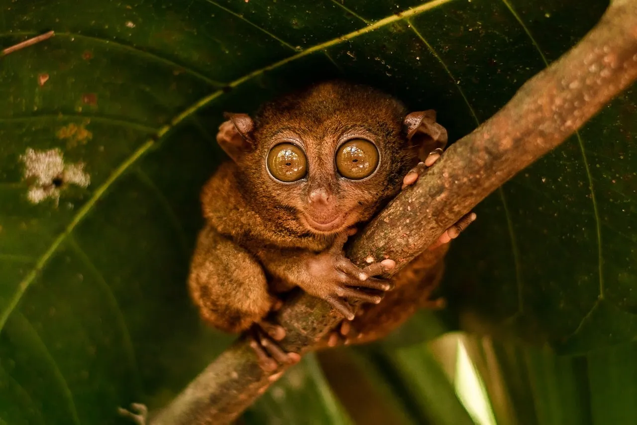 Enchanting Night Gazer: Adorable Tarsier in the Wild