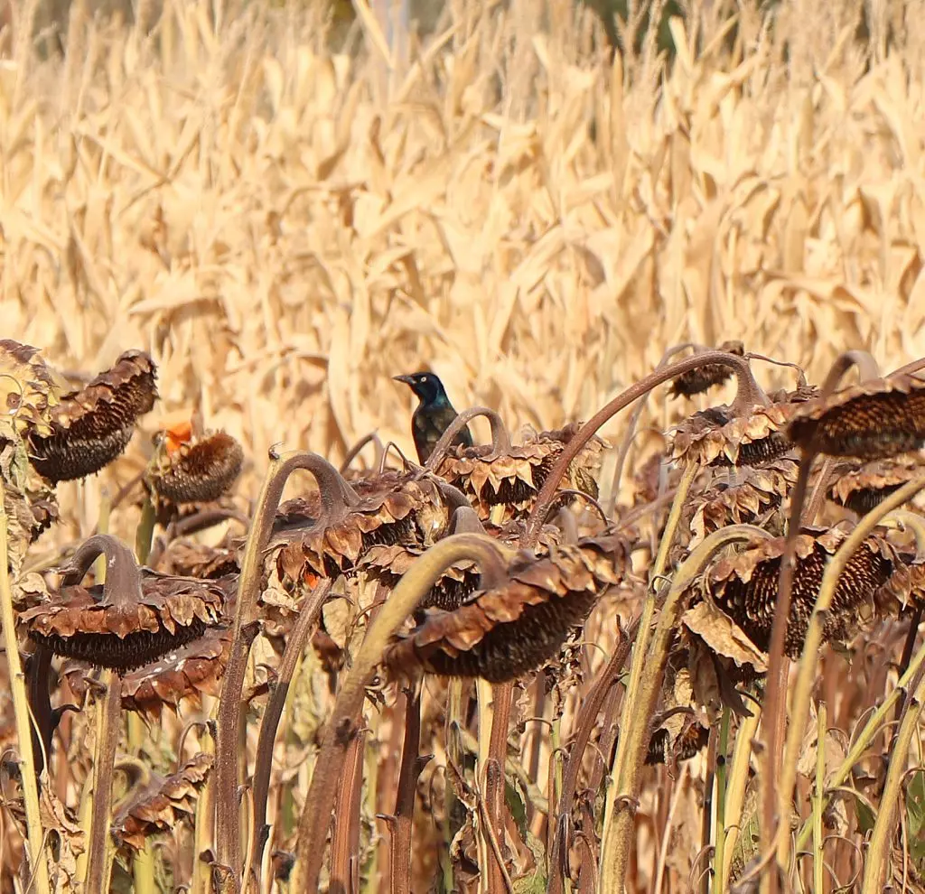 Essential Financial Planning for Farmers and Ranchers: Building a Robust Emergency Fund