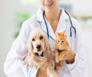 A Guide to Finding the Best Pet Insurance in 2025