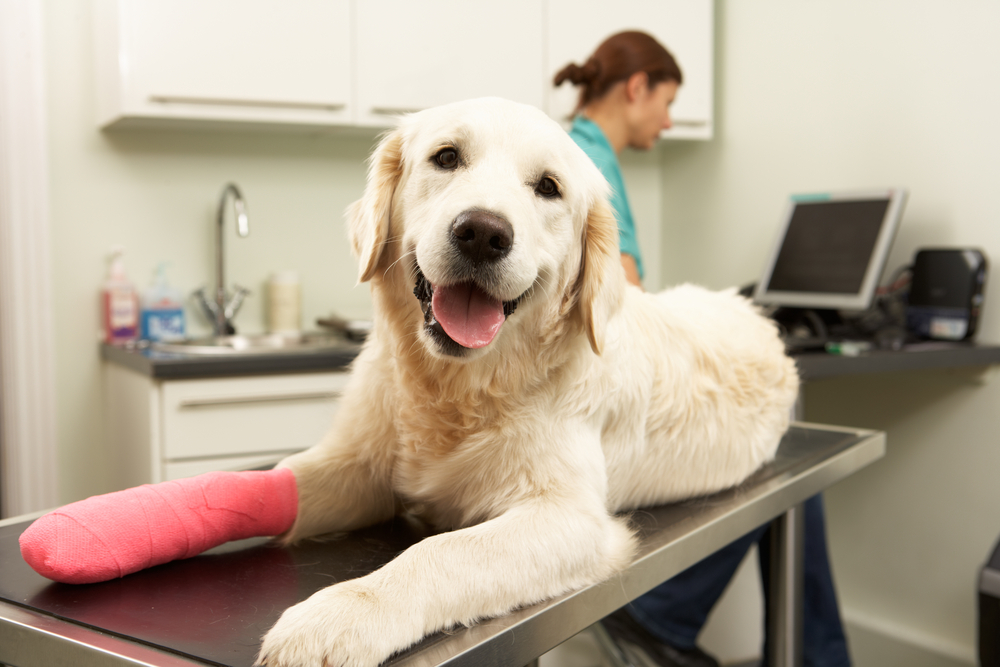 Low Cost Pet Insurance Options For Seniors