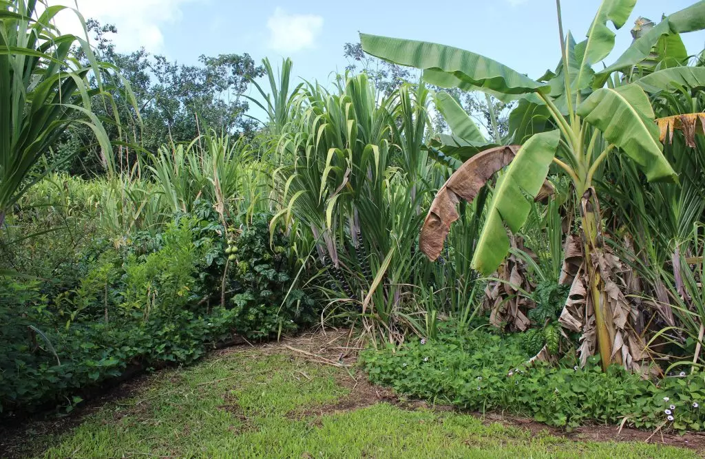Revitalizing Hawaiian Agroforestry for Sustainable Fisheries and Cultural Resilience