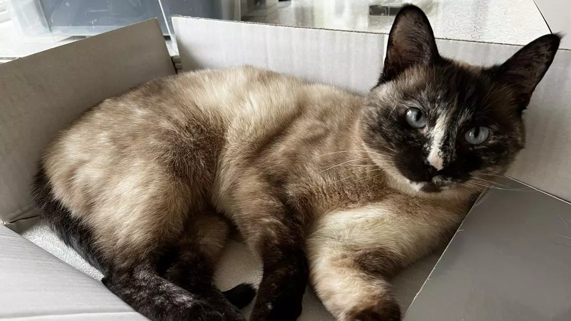 Legal Battle Over Pet Food Safety After Tragic Loss