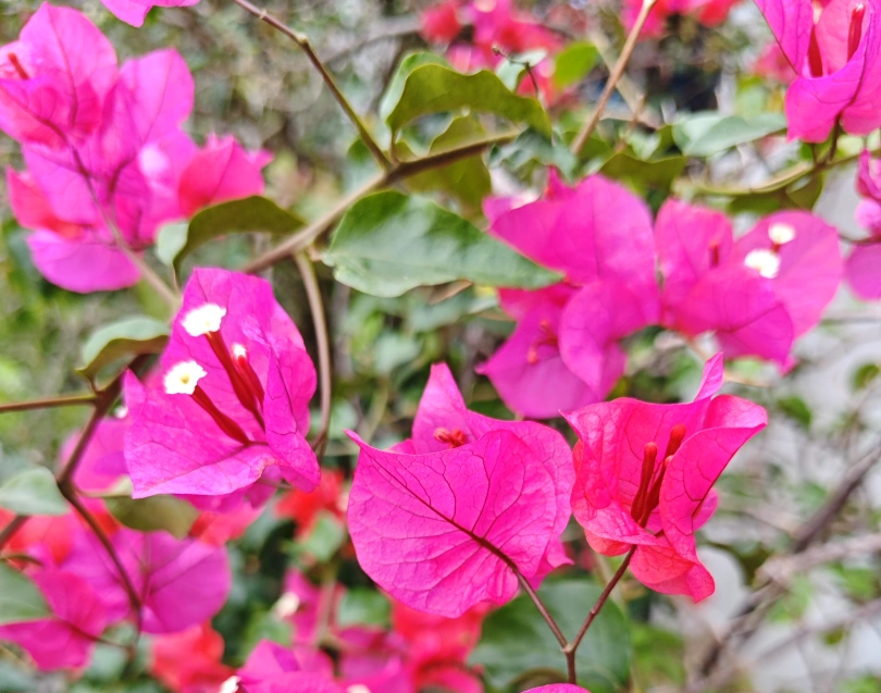 //img.enjoy4fun.com/news_icon/d1746025a93s72p3sao0.png