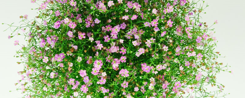 //img.enjoy4fun.com/news_icon/d1bsas0srbuc72u10nt0.jpg
