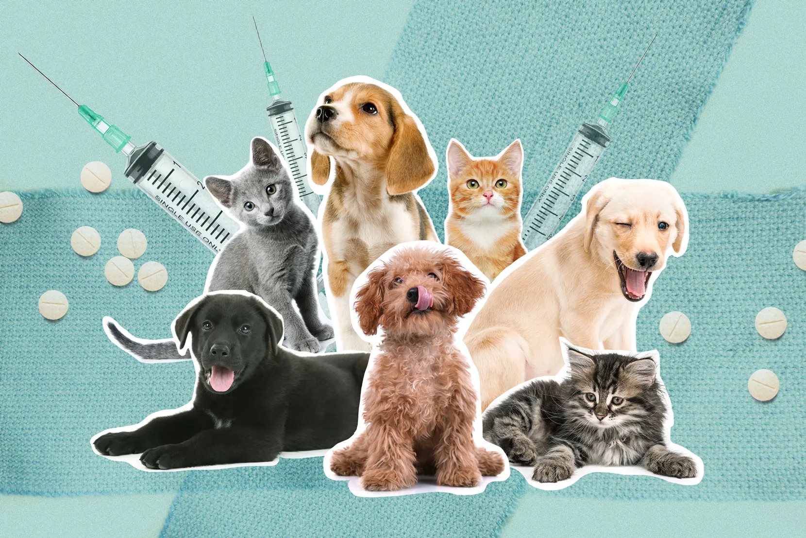 How to find low-cost, high-quality pet insurance