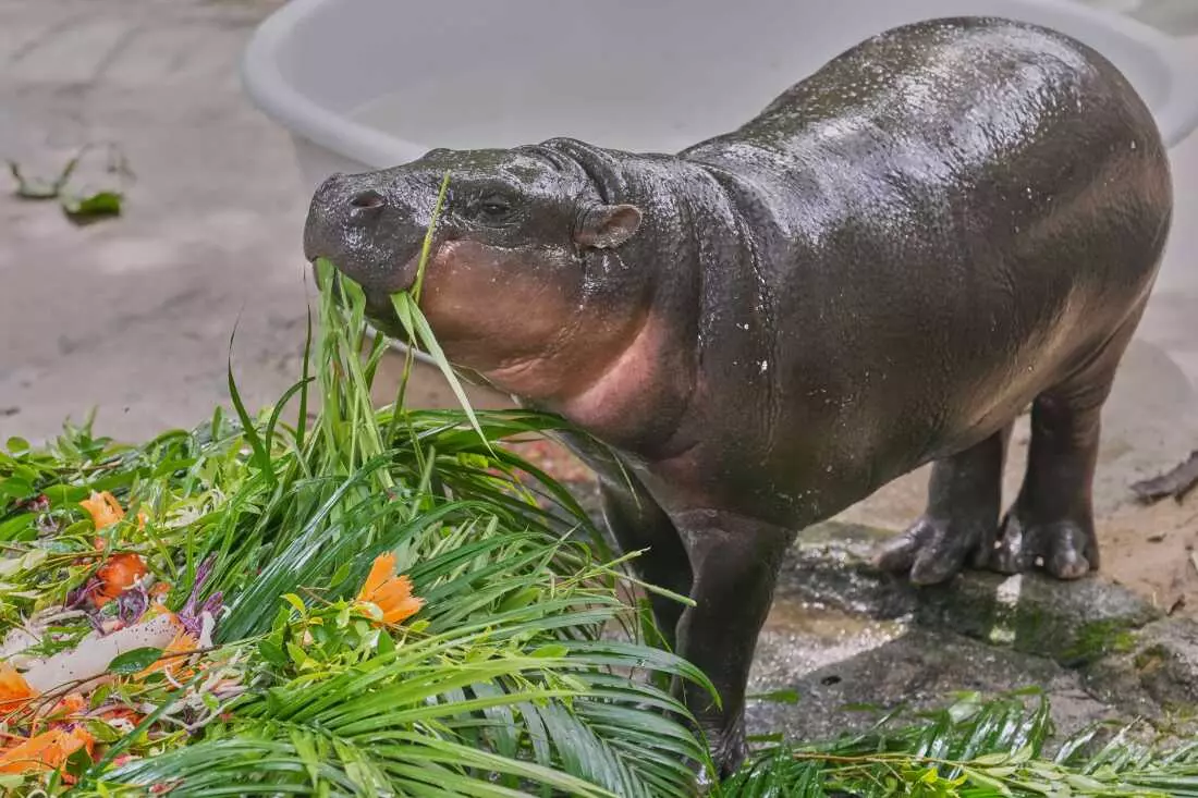 Moo Deng, the Pygmy Hippo, Celebrates First Birthday with Global Fanfare