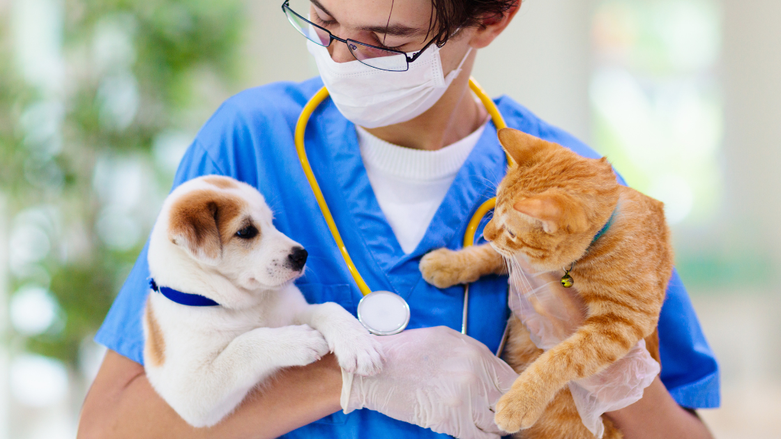 Easing the Burden: A Guide to Pet Medical Assistance