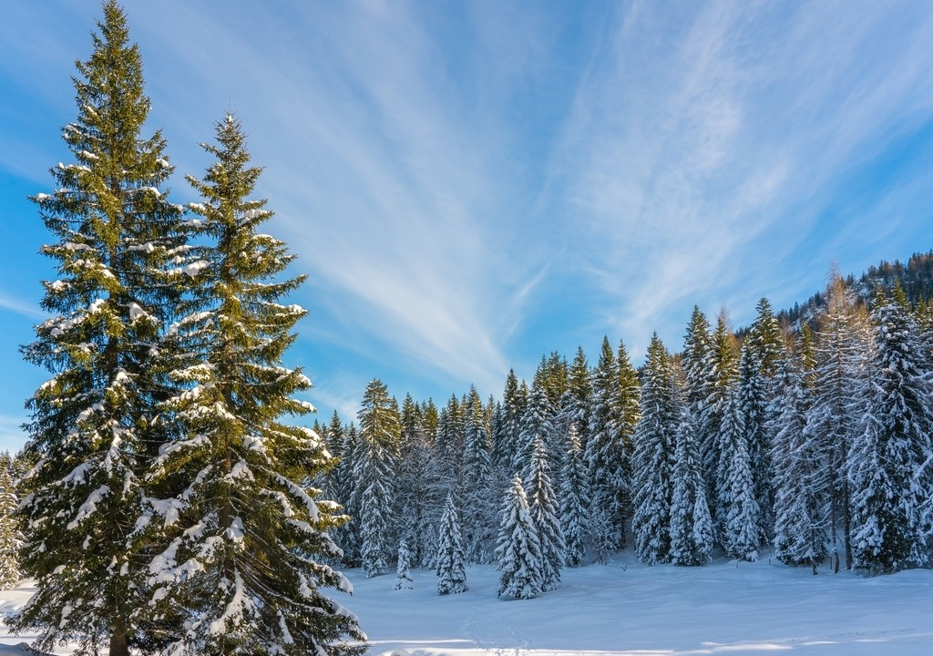 Cedar: World Distribution & Cultural Symbol