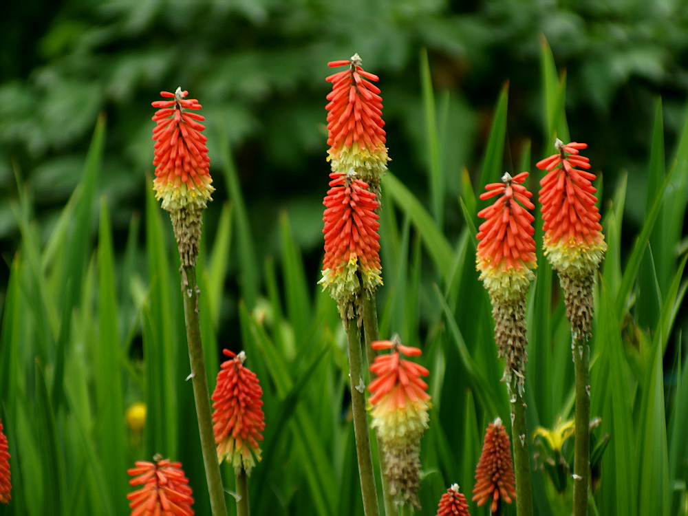 South Africa's Torch Flower: Adaptable Beauty