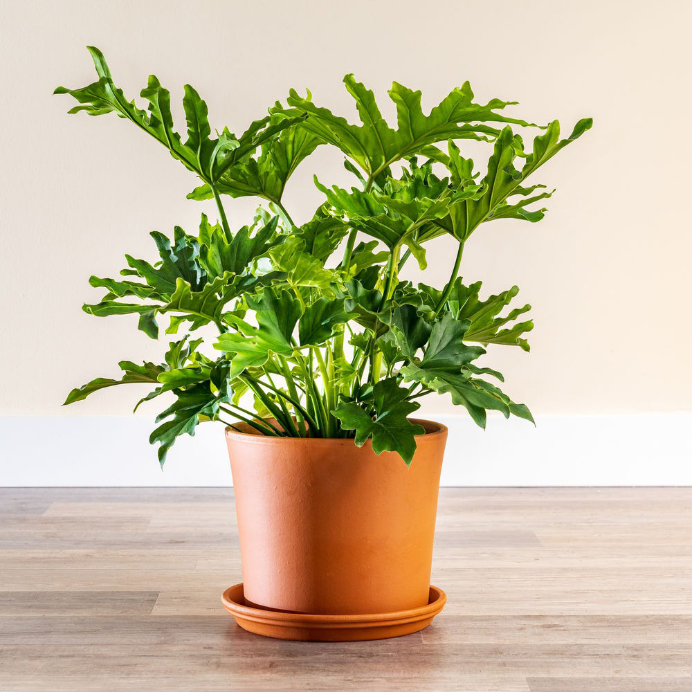Indoor Elegance: The Thread Iron Plant