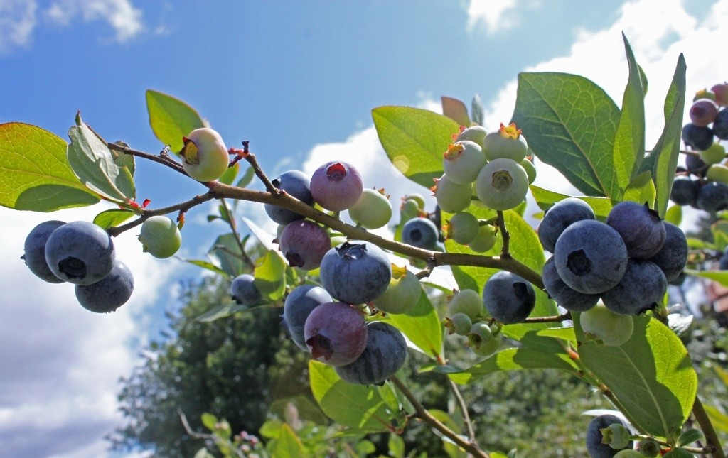 Blueberry Cultivation & Nutrition