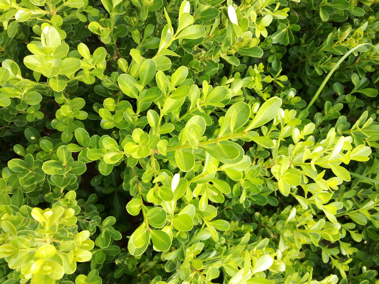 Boxwood: Shade-Tolerant Bonsai