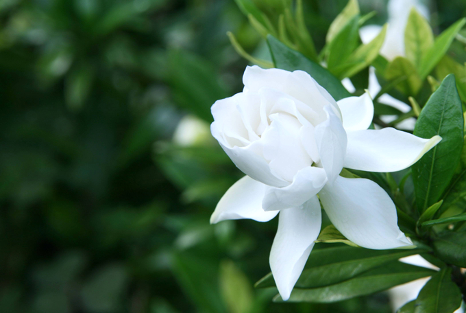 Gardenia Confidence Builder