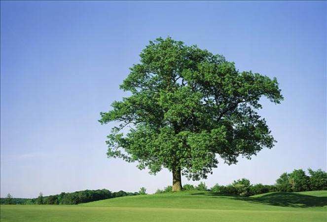 The Oak Tree: Cork Source & Landscape Giant