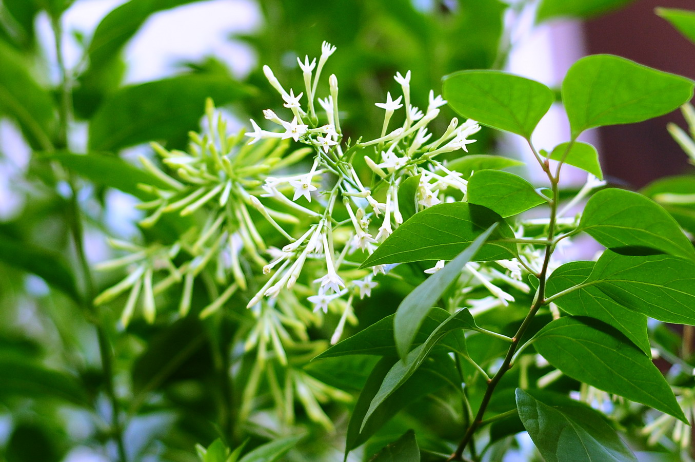 Night Jasmine: Intense Evening Fragrance