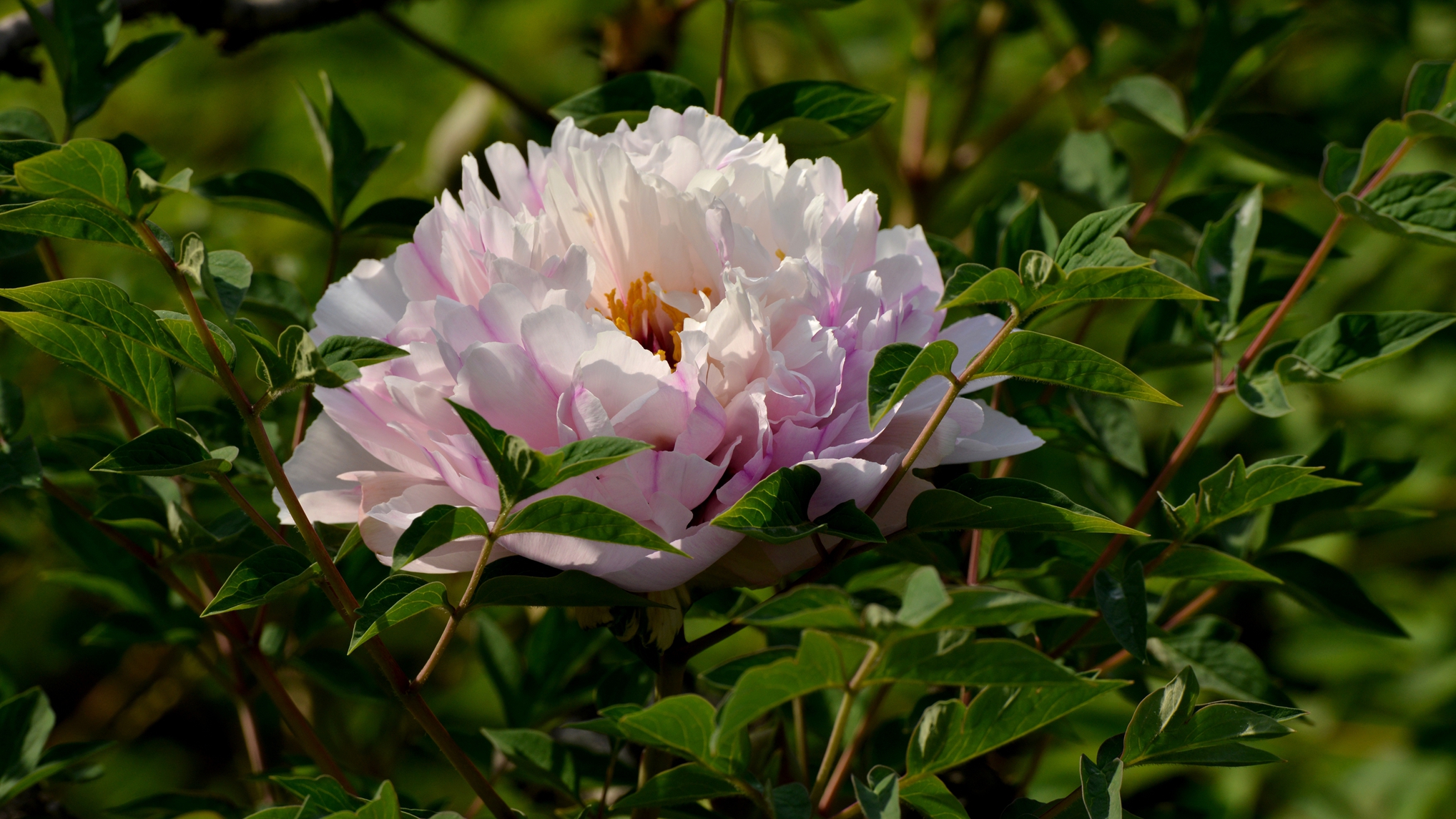 China's Rare Purple-Spotted Peony