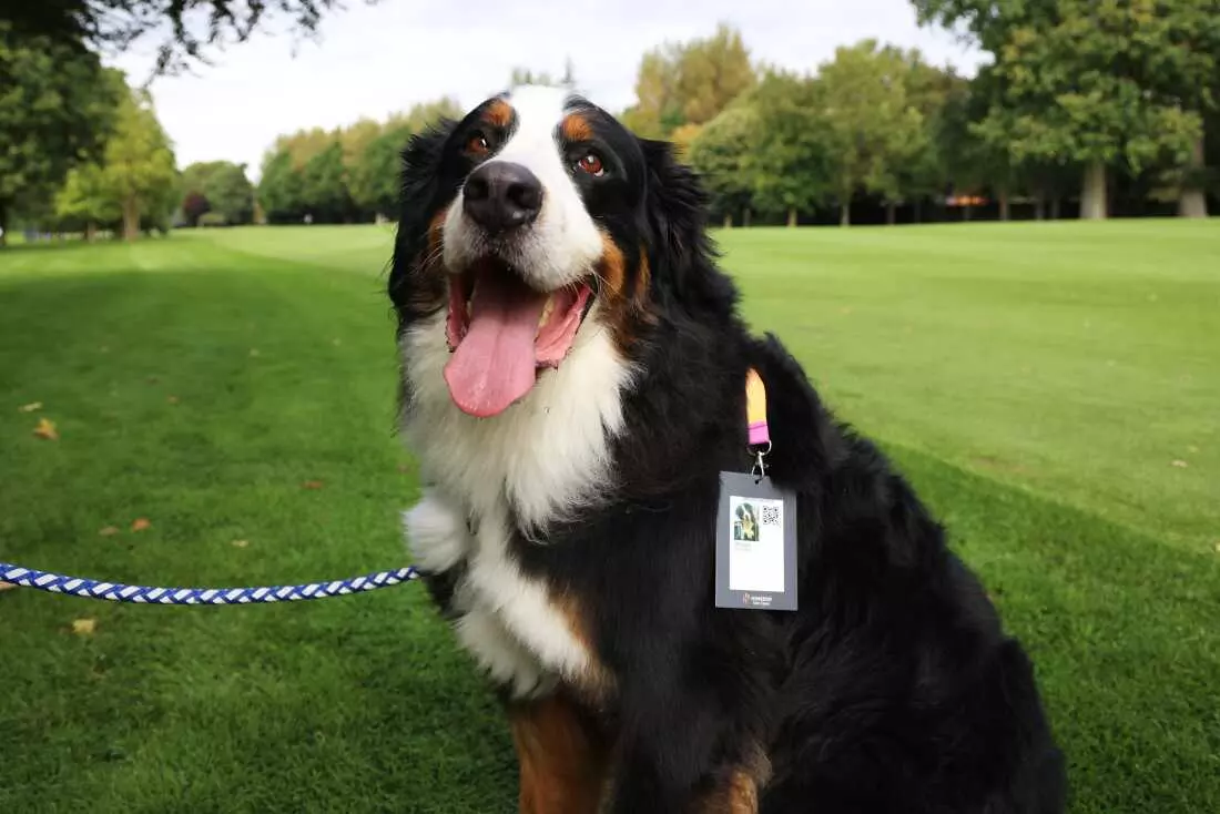 Unraveling the Enigma: The Linguistic Journey of 'Dog'