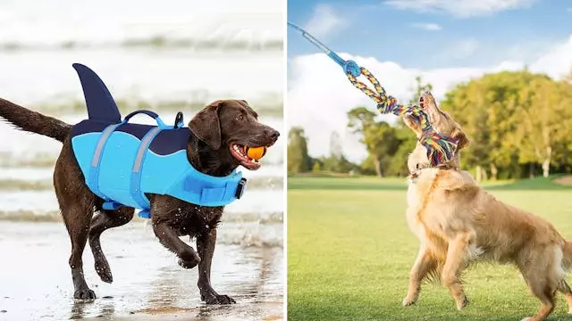 Innovative and Affordable Dog Products for Every Pet Owner