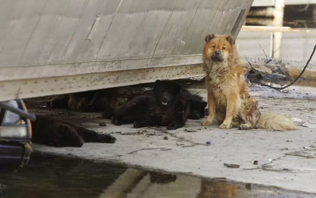 Hurricane Katrina's Enduring Impact on Pet Disaster Preparedness