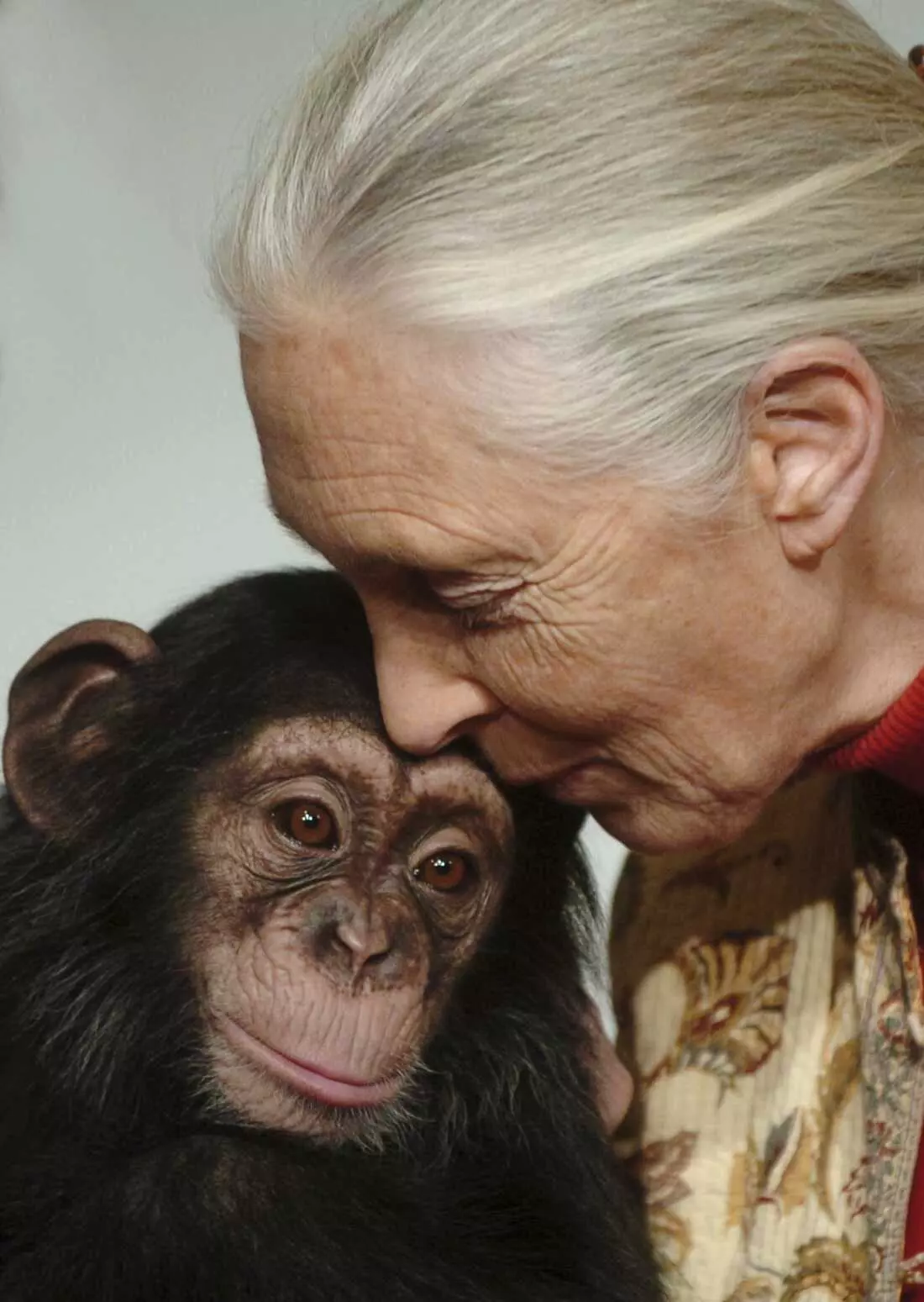 Jane Goodall's Legacy: Unveiling Humanity's Connection to the Animal Kingdom