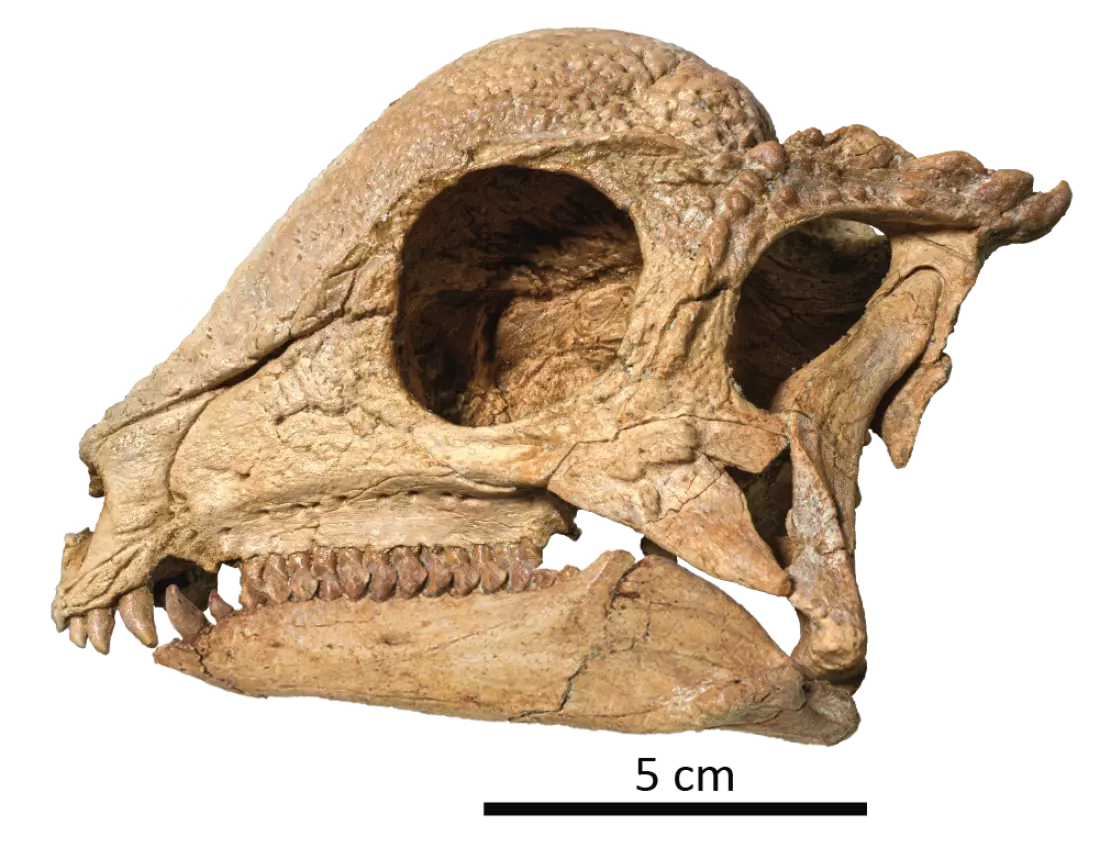 The Remarkable Discovery of Zavacephale Rinpoche: A New Perspective on Dome-Headed Dinosaurs