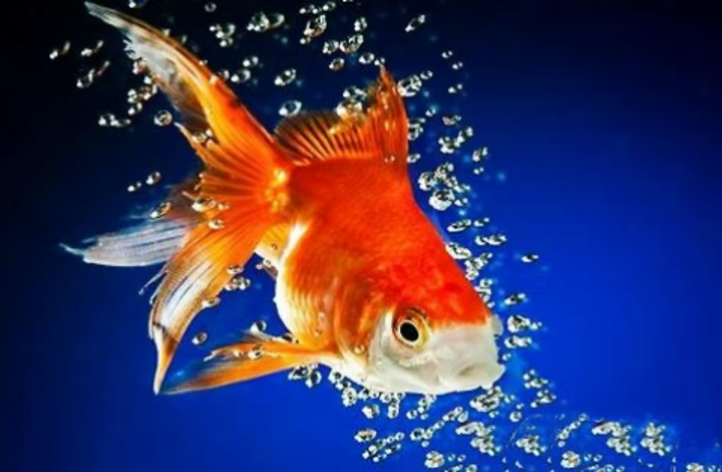 //img.enjoy4fun.com/news_icon/d4254r5qvnos72qatu00.jpg