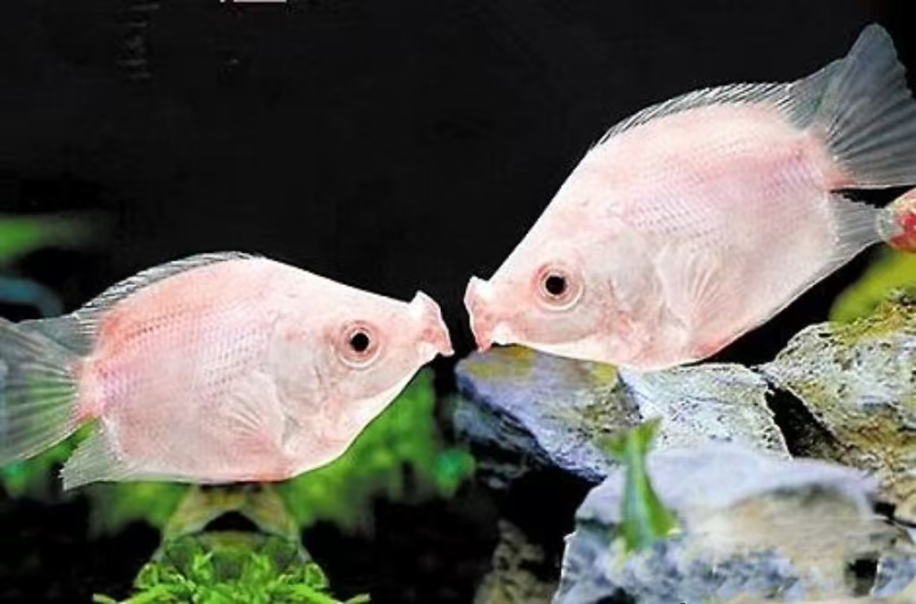 //img.enjoy4fun.com/news_icon/d4257hvkap2c72ucmh4g.jpg