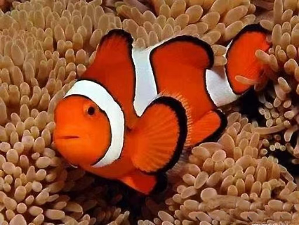 //img.enjoy4fun.com/news_icon/d425m3tqvnos72qbme50.jpg