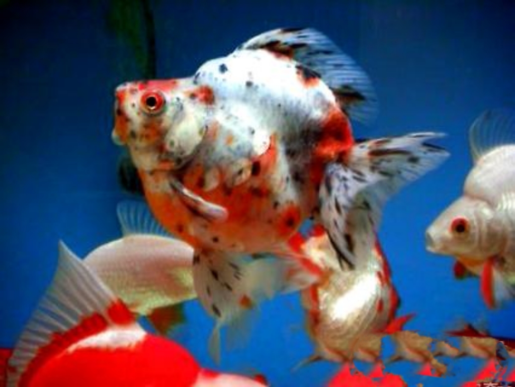 //img.enjoy4fun.com/news_icon/d4266otqvnos72qce50g.jpg