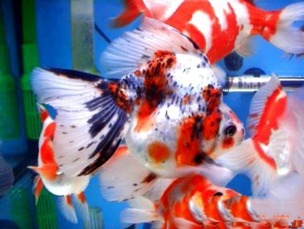//img.enjoy4fun.com/news_icon/d4266qvkap2c72ue2vu0.jpg