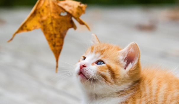 //img.enjoy4fun.com/news_icon/d44sduf8fhls72uioccg.jpg