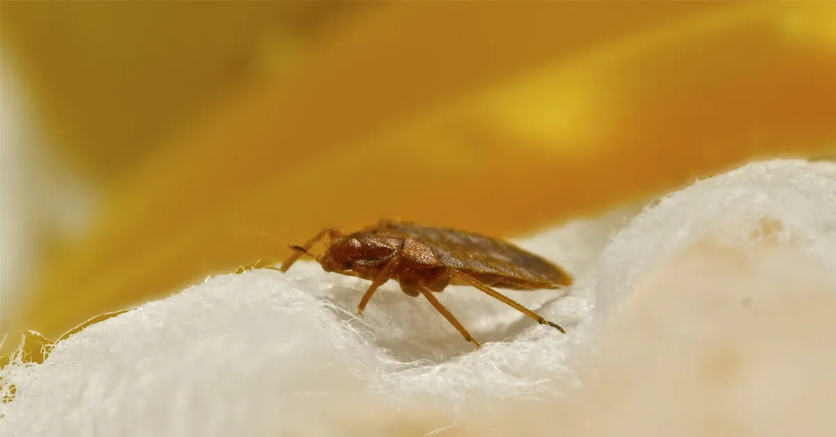 Effective Ways to Get Rid of Bed Bugs Quickly