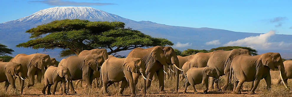 Guide Complet : Combiné Safari en Tanzanie et Séjour à Zanzibar