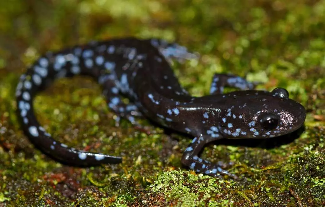 Salamanders' Remarkable Cold Tolerance Discovered