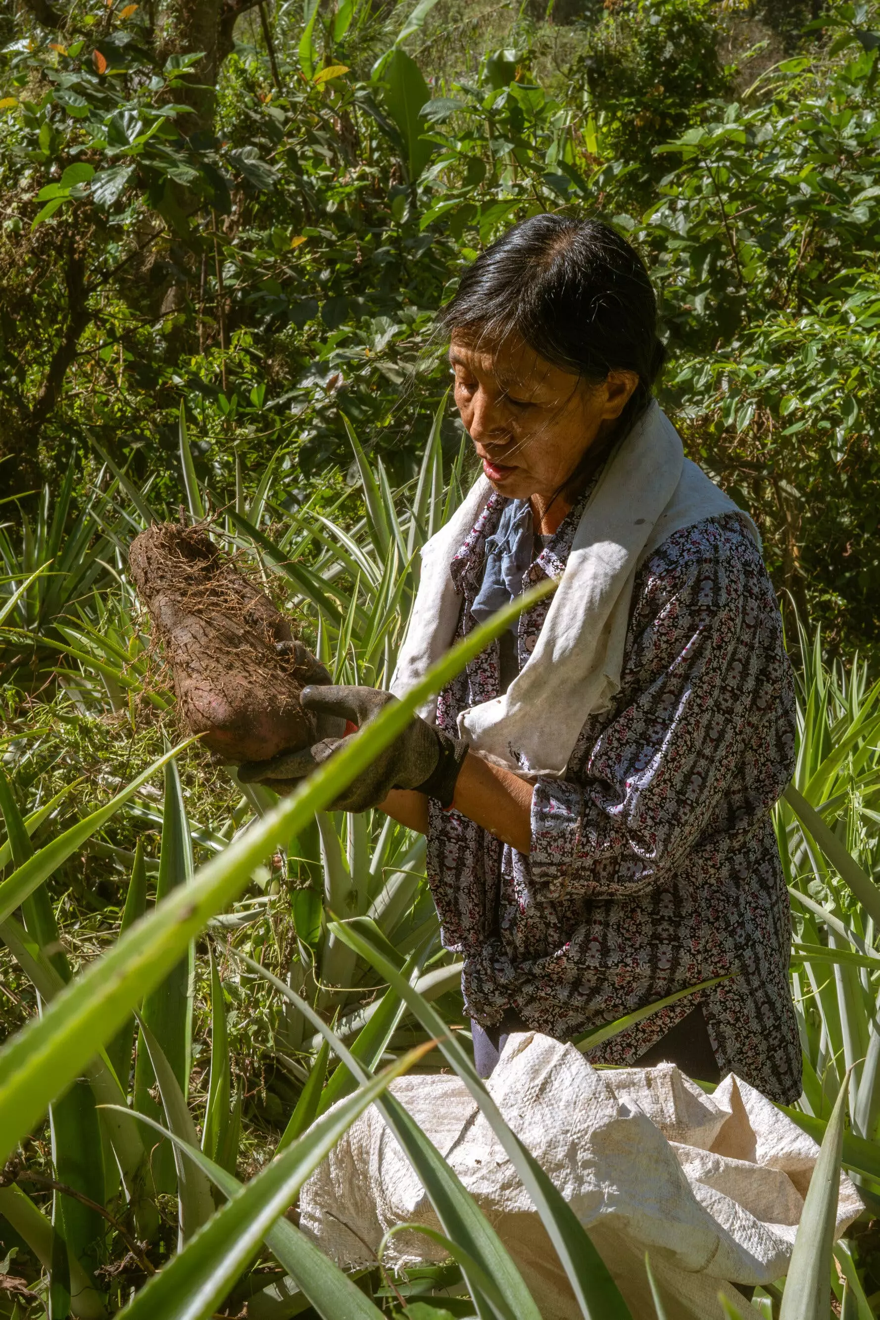The Global Craze for Ube: Philippine Farmers Struggle to Meet Demand