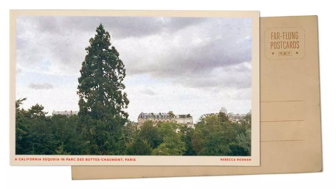 A Majestic Sequoia: Paris's Hidden Giant