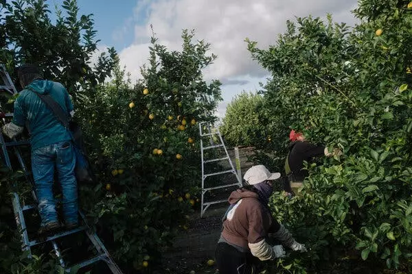 Border Patrol Tactics in Rural California: A Precursor to Wider Immigration Crackdowns