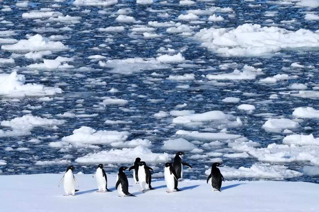 Climate Change Forces Antarctic Penguins to Breed Earlier