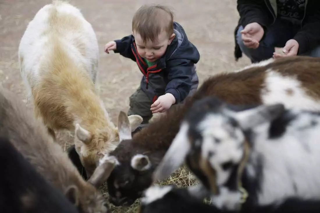 The Etymological Journey of 'Kid': From Goats to Children