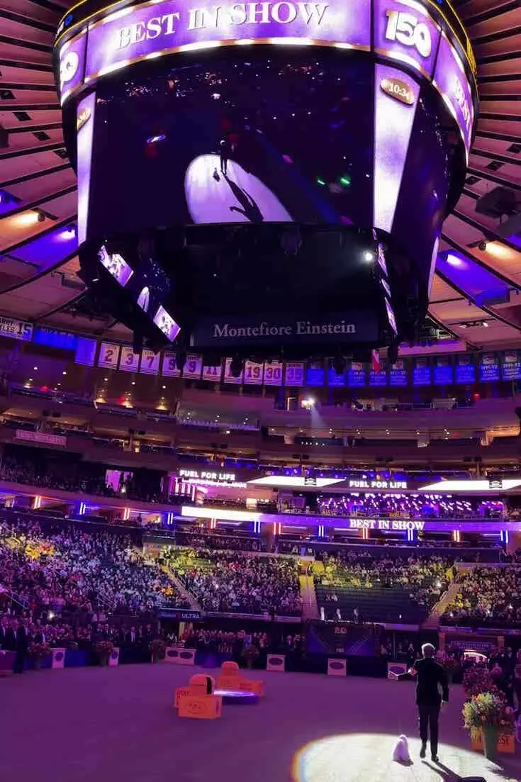Doberman Pinscher 'Penny' Crowned Best in Show at Westminster Dog Show
