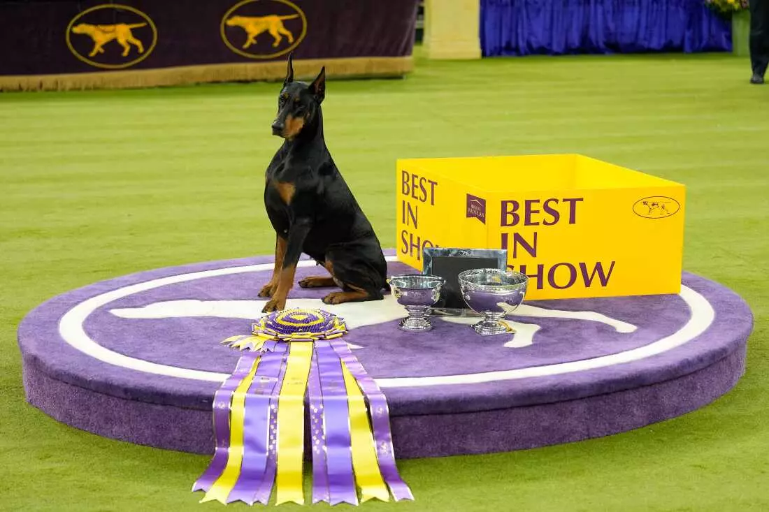 Doberman Pinscher 'Penny' Crowned Best in Show at 150th Westminster Dog Show