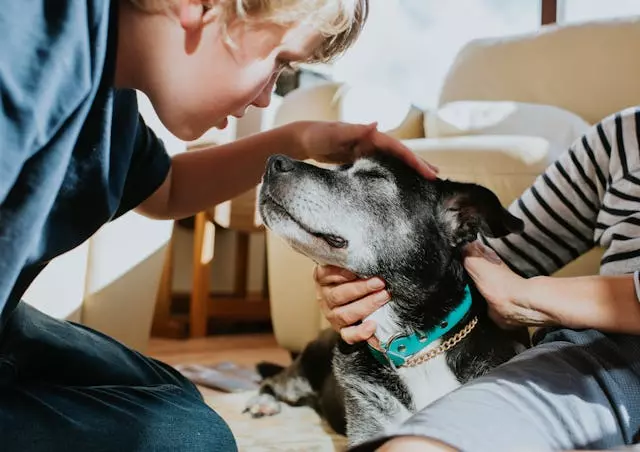 Caring for Senior Pets: A Comprehensive Guide