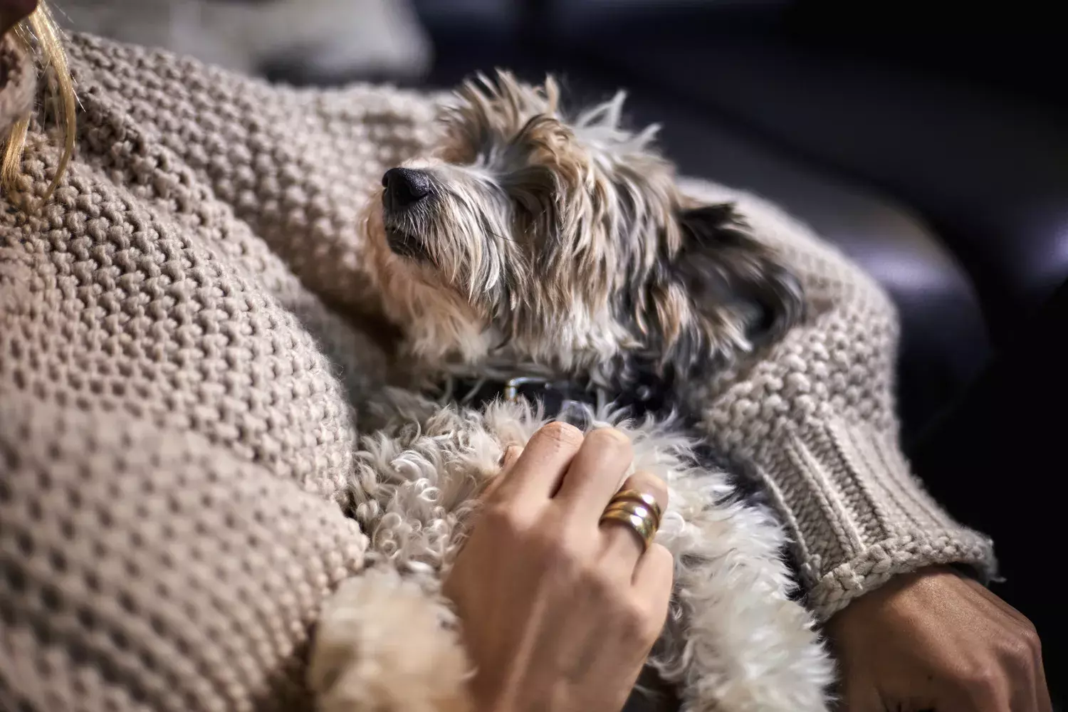 The Unseen Comfort: How a Yorkie Mix Navigated Empty Nest Syndrome with a Grieving Mother