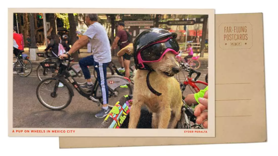 Mexico City's Sunday Cycling Extravaganza: A Dog's Delight