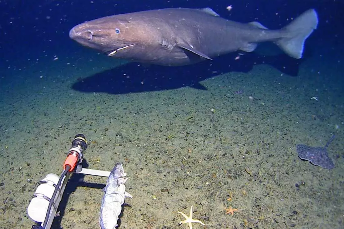 Rare Deep-Sea Shark Sighting in Antarctic Waters
