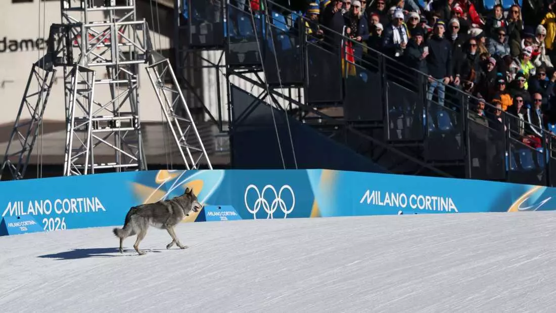 Unexpected Canine Interruption at Winter Olympics Cross-Country Event